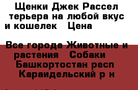 Щенки Джек Рассел терьера на любой вкус и кошелек › Цена ­ 13 000 - Все города Животные и растения » Собаки   . Башкортостан респ.,Караидельский р-н